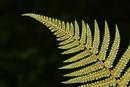 0016 Fern and Spores